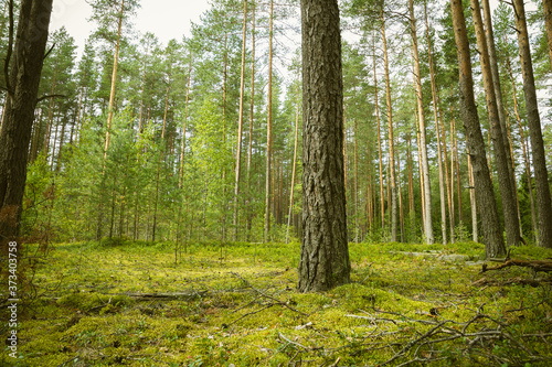 forest in the afternoon with green grass and trees