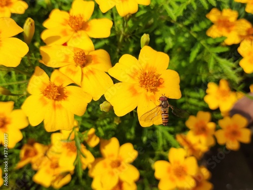 Beautiful Marigold flower in the garden. 
