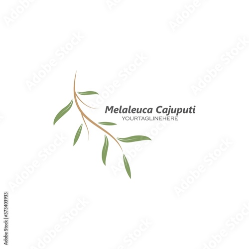 melaleuca cajuputi leaf icon vector illustration design