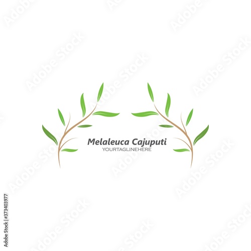 melaleuca cajuputi leaf icon vector illustration design