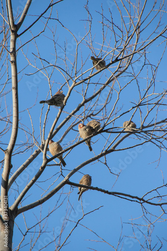 Flock of small grey birds isolated in a dry tree with a clear blue sky image for background use in vertical format