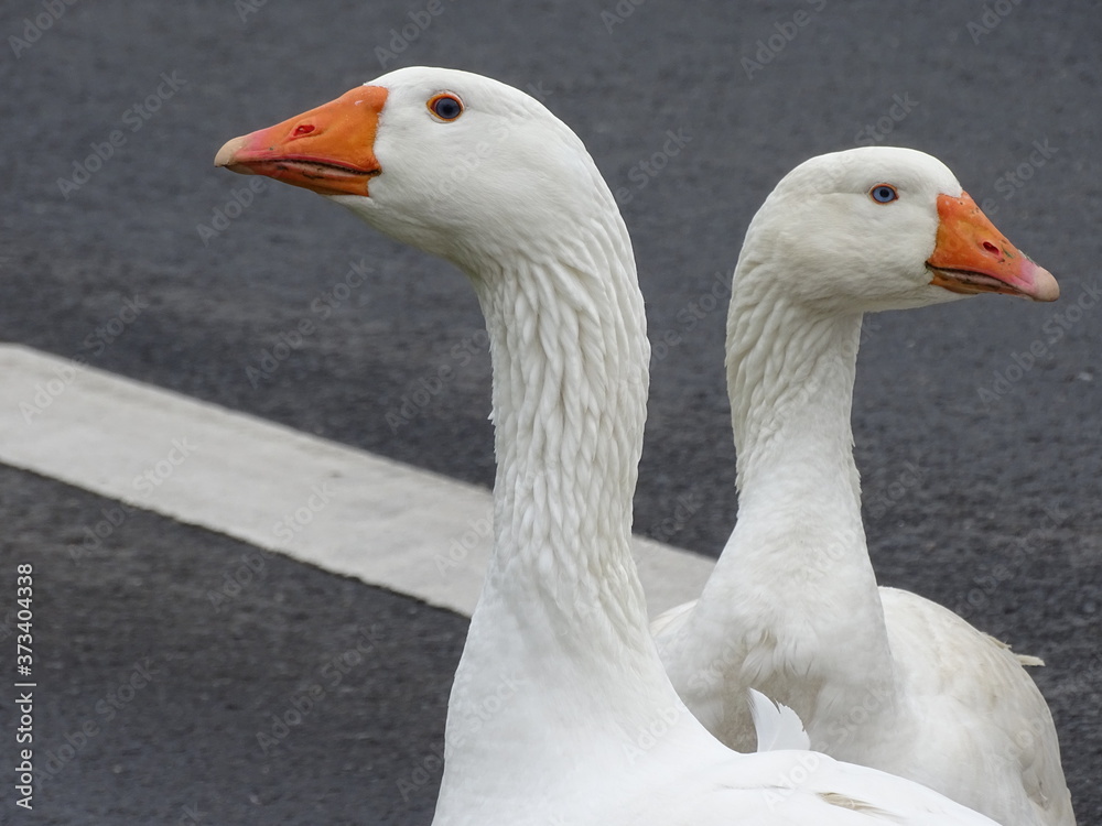 Freilaufende Gänse auf der Straße Freilaufende Gänse auf der Straße