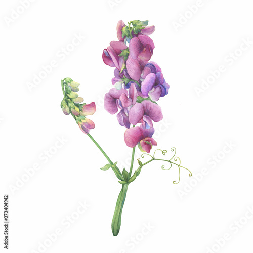Closeup of a branch of the sweet perennial pea flowers (known as Lathyrus odoratus, Lathyrus latifolius, everlasting pea). Watercolor hand drawn painting illustration isolated on white background.