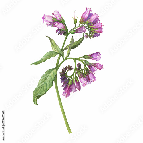 Closeup of a branch of the blue comfrey flowers (known as Symphytum caucasicum, beinwell, Caucasian comfrey). Watercolor hand drawn painting illustration isolated on white background.