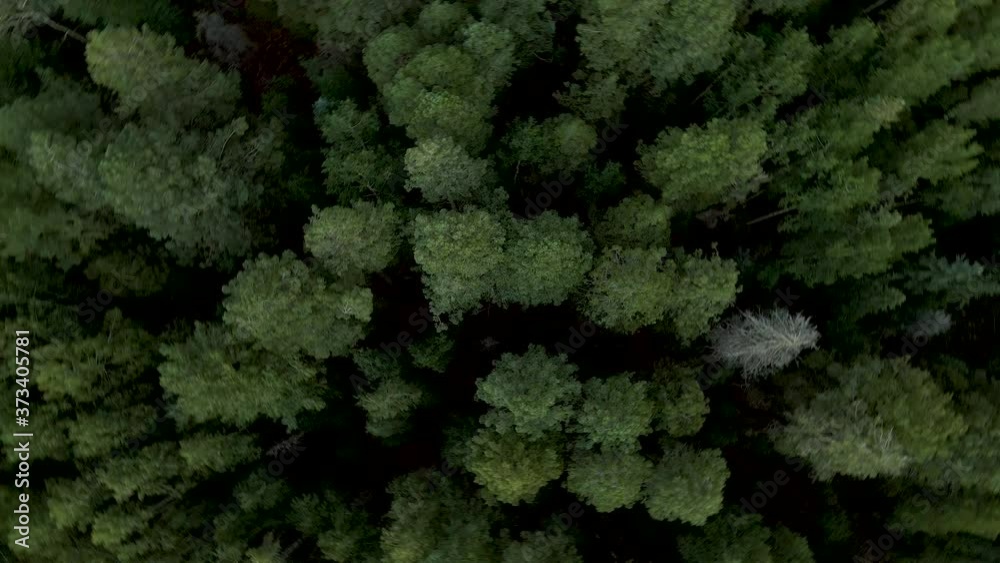 Green Forest top down view corkscrew drone shot, Arizona countryside Green Forest top down view corkscrew drone shot, Arizona countryside