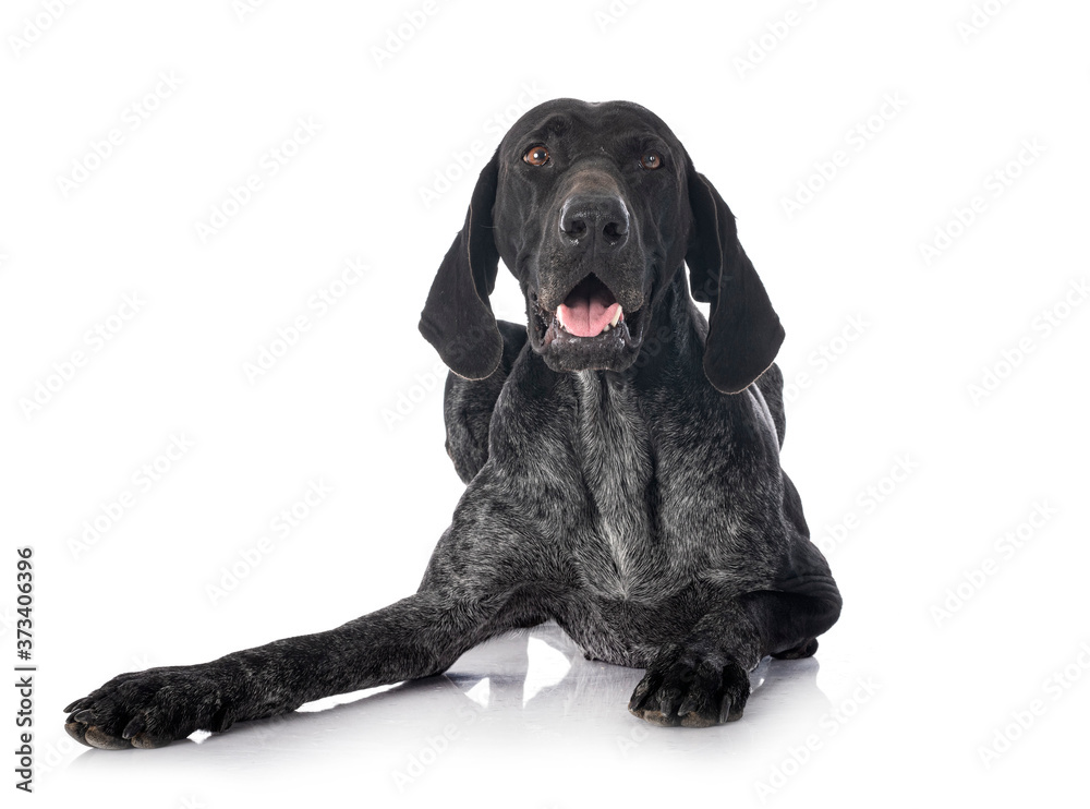 Obraz premium German Shorthaired Pointer