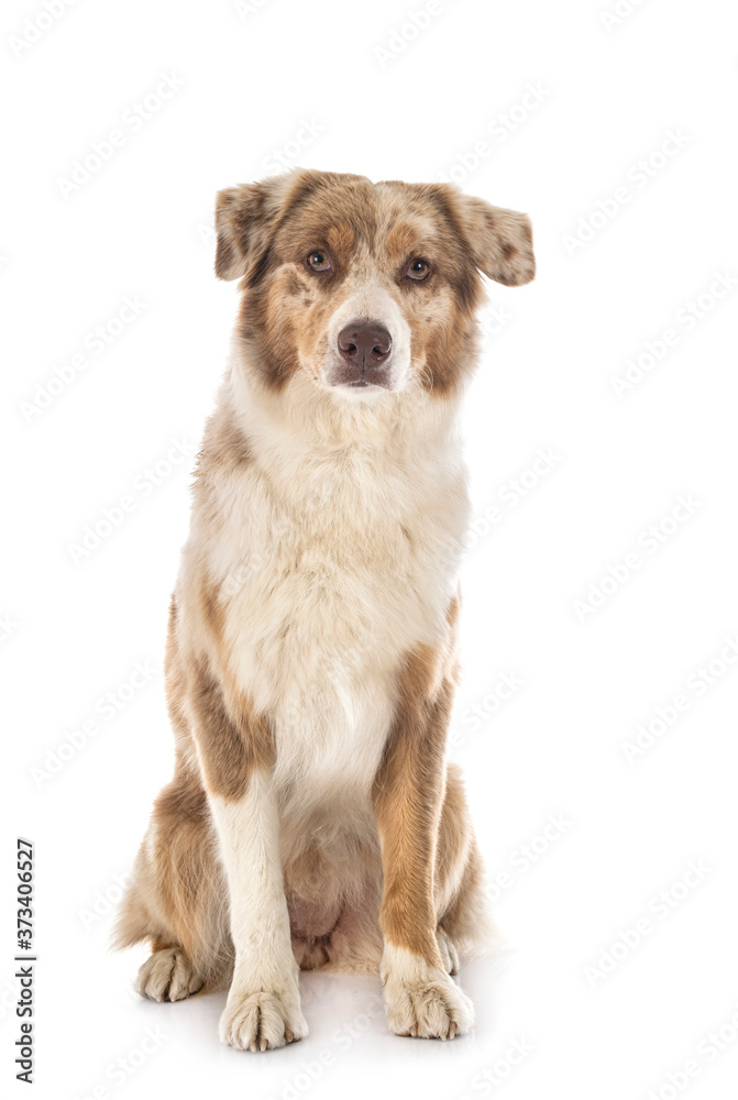 australian shepherd in studio australian shepherd in studio
