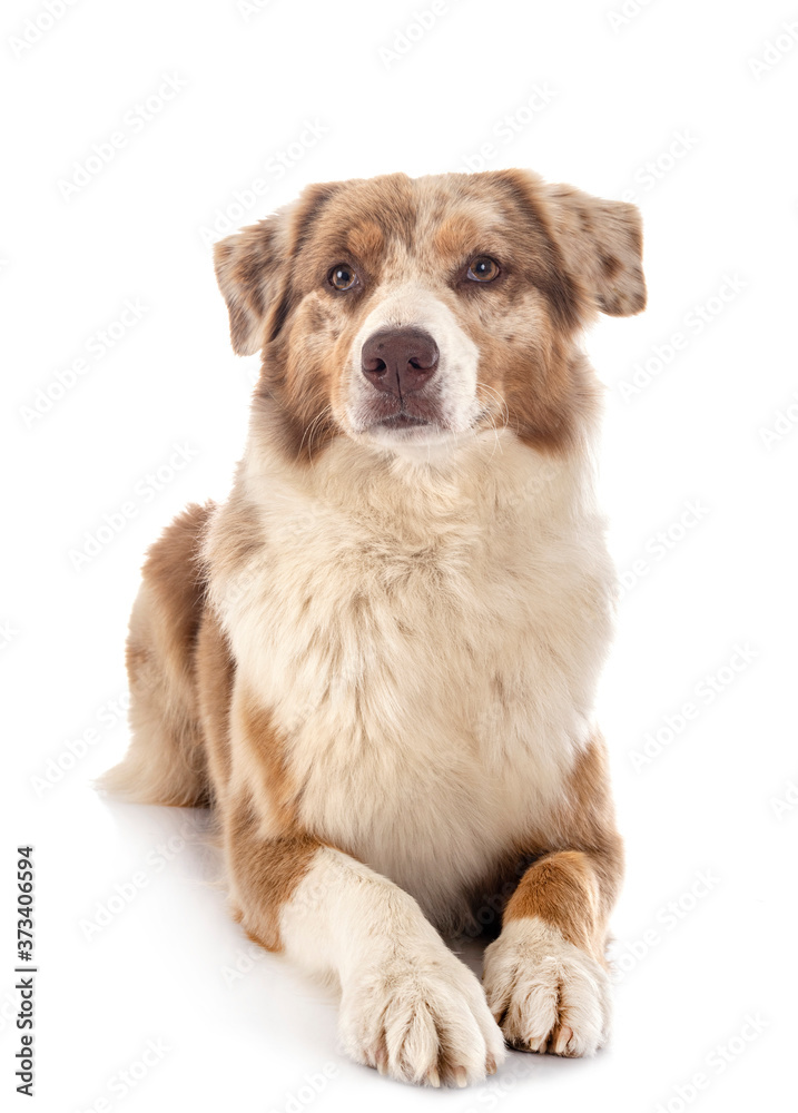 australian shepherd in studio