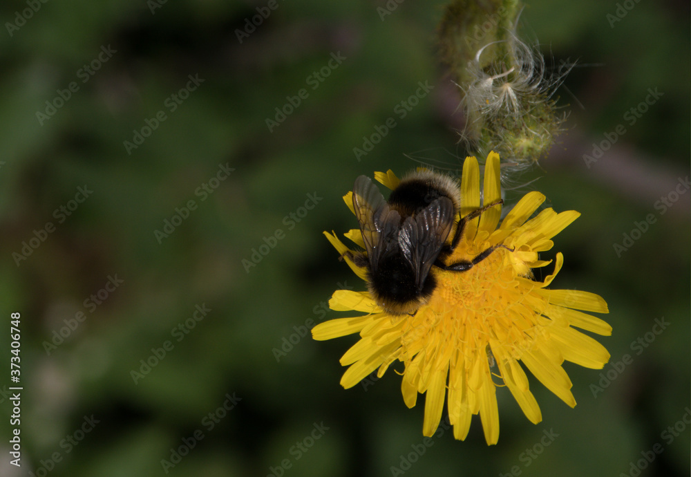 Bumblebee pollinating a dandelion with a green background Bumblebee pollinating a dandelion with a green background