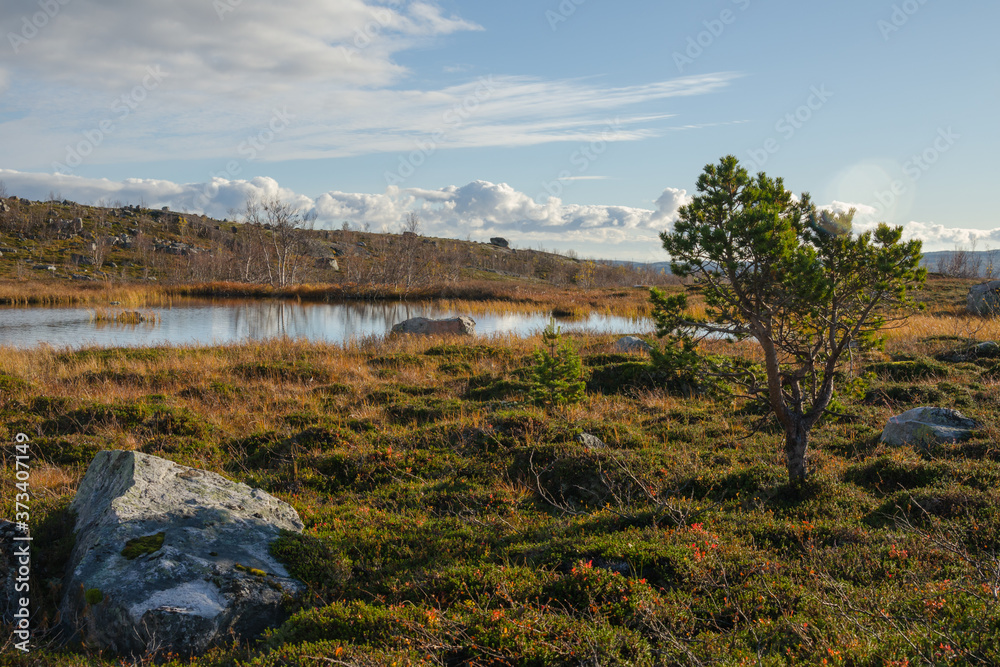 Fototapeta premium Tundra in autumn spruce pine on the lake.