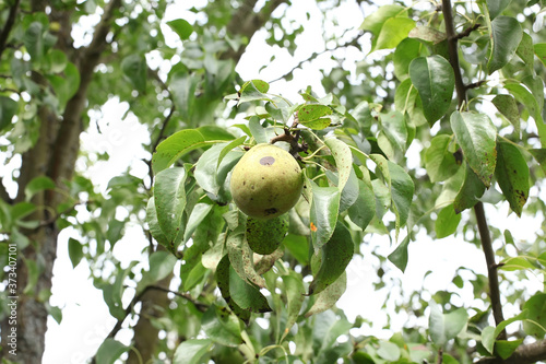 Pears on the tree. ripe juicy pears hang on tree branch in the garden. Copy space, harvest concept.