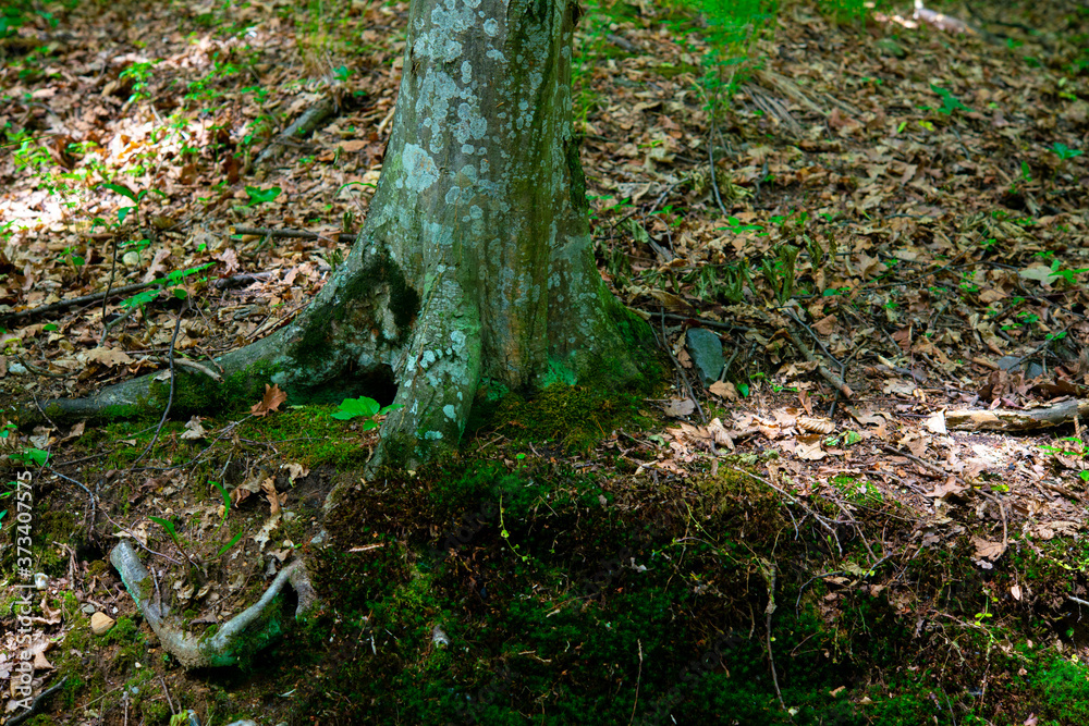 Obraz premium tree roots in the green forest on a beautiful summer day
