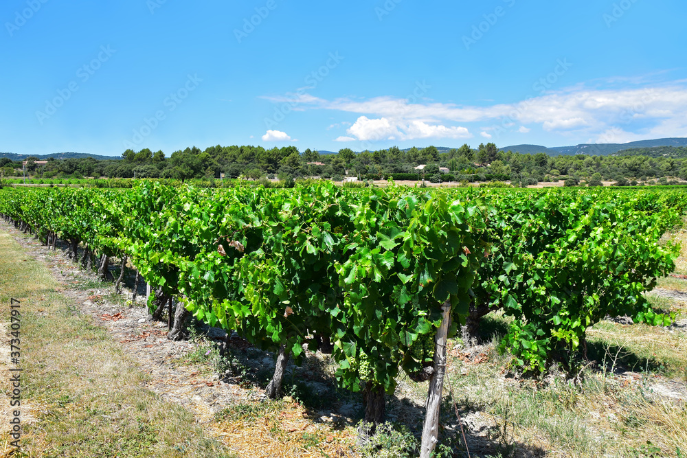 Vineyard under a clear sky. Provence, France, near the village of Roussillon