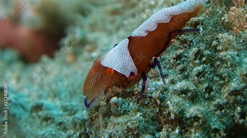 Close-up. Emperor shrimp sits on a sea cucumber and sways slowly from side to side. Philippines. Anilao. photo