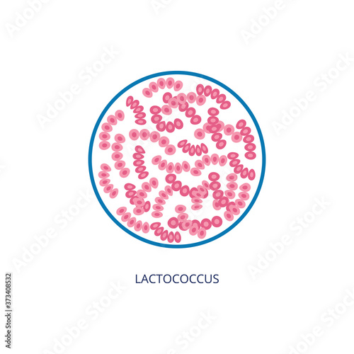 Lactococcus bacterias under microscope view, vector illustration isolated.