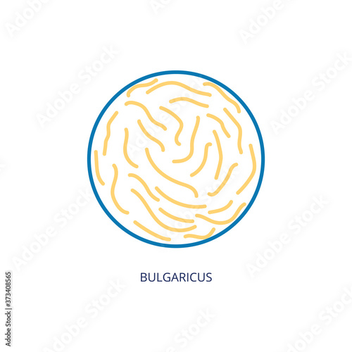 Bulgaricus bacteria a kind of enteric probiotic, vector illustration isolated. photo