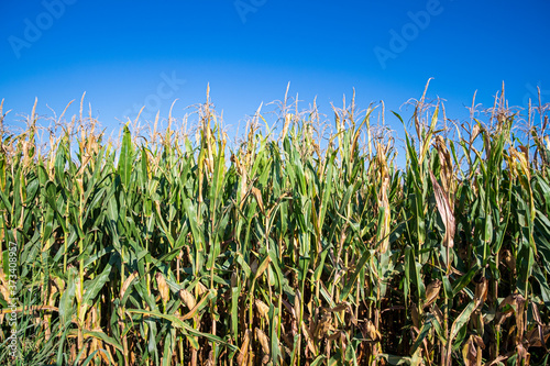 Campi di mais in Pianura Padana