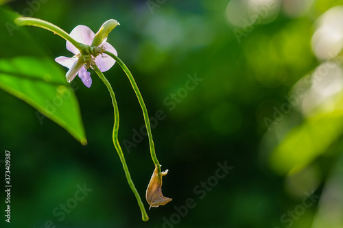 Beautiful Yardlong beans flower in the garden in tropical.