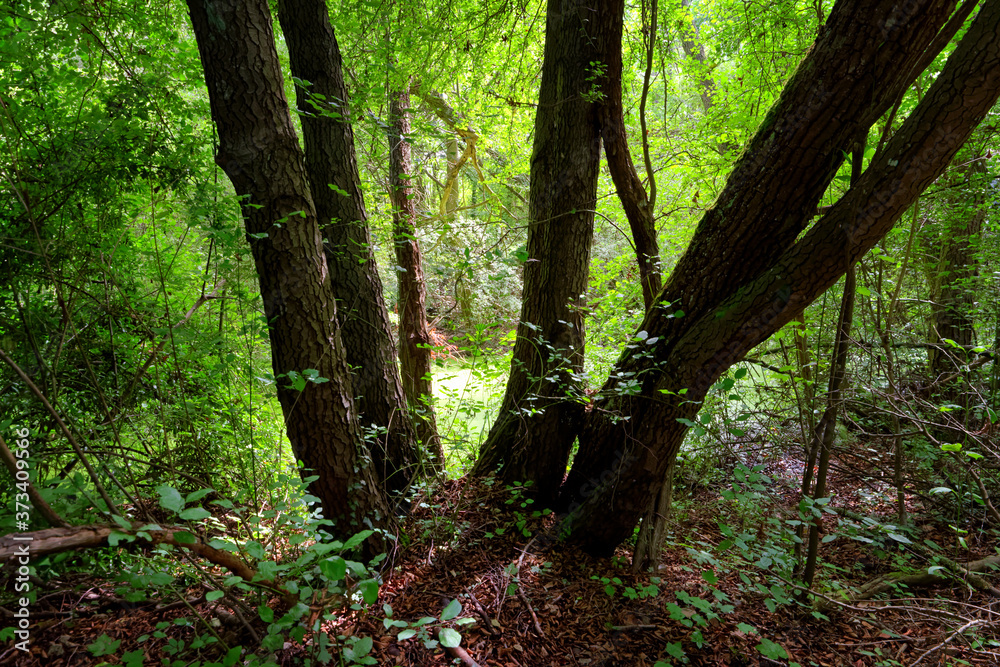 Fototapeta premium Pond in Sermaize nature reserve. Ile-de-France region