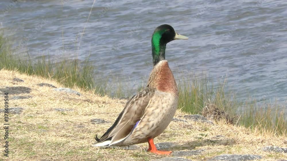 Duck walking
歩いているカモ Duck walking
歩いているカモ