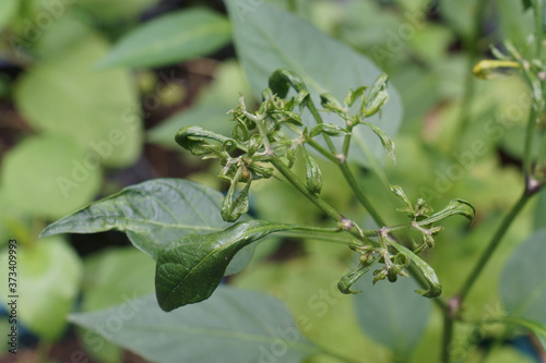 Damage of the young chili peper leaves