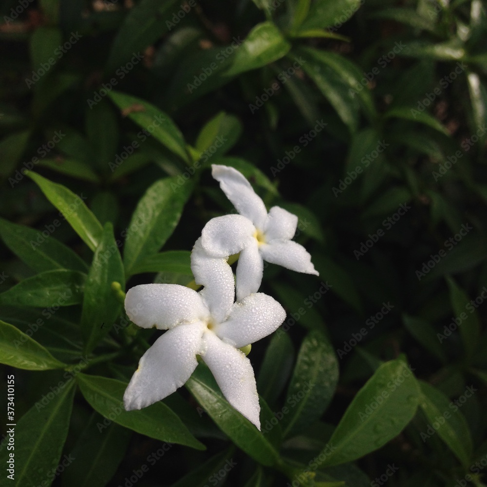 white magnolia flower
