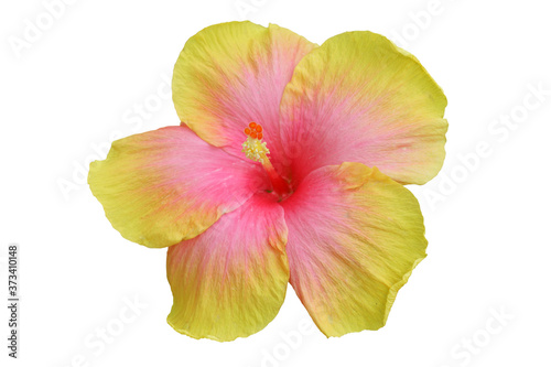 Yello pink Hibiscus on white background