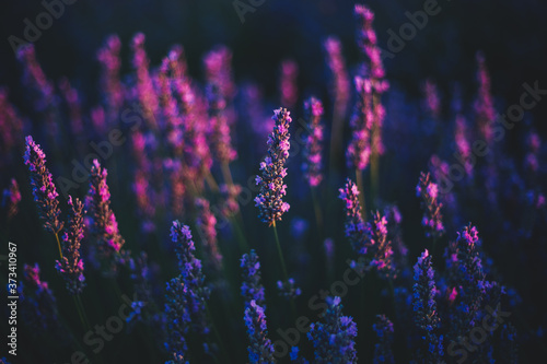 Lavendel in Nahaufnahme