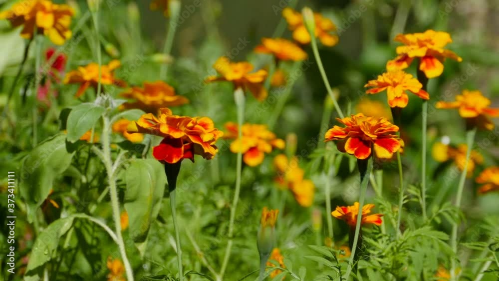 yellow orange flowers marigolds in the garden close-up yellow orange flowers marigolds in the garden close-up