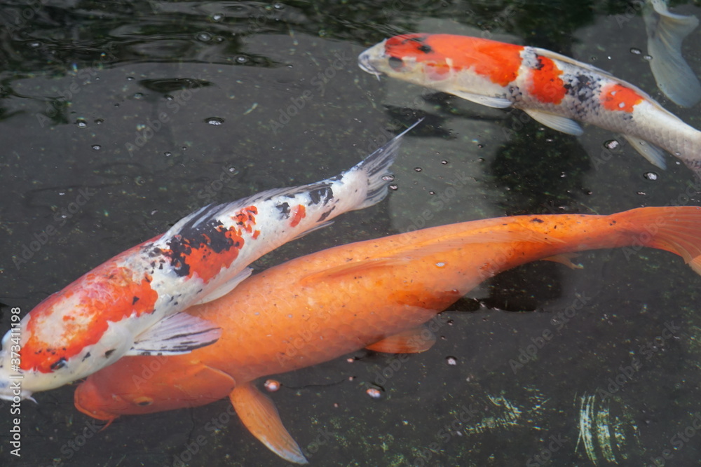 Many big carp in the pond of Japanese garden
日本庭園の池の中にいる沢山の大きな鯉 Many big carp in the pond of Japanese garden
日本庭園の池の中にいる沢山の大きな鯉