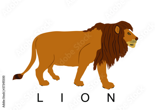 Lion vector illustration isolated on white background. Animal king. Big cat. Pride of Africa. Leo zodiac symbol. Wildlife predator. 