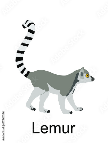 Lemur monkey vector illustration isolated on white background. Funny animal. Ring tail lemur symbol.