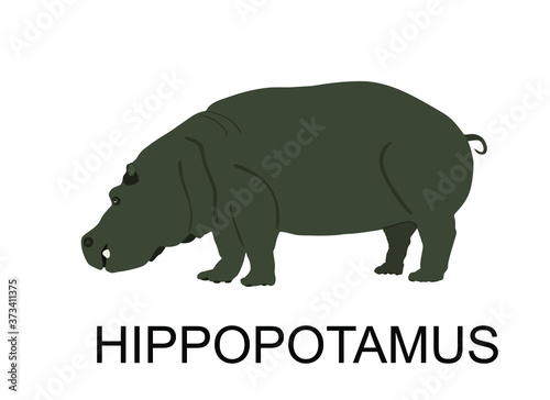 Hippopotamus, hippo vector illustration isolated on white background. Big animal from Africa.