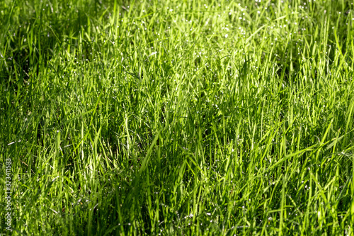 Green lawn grass close up how the background