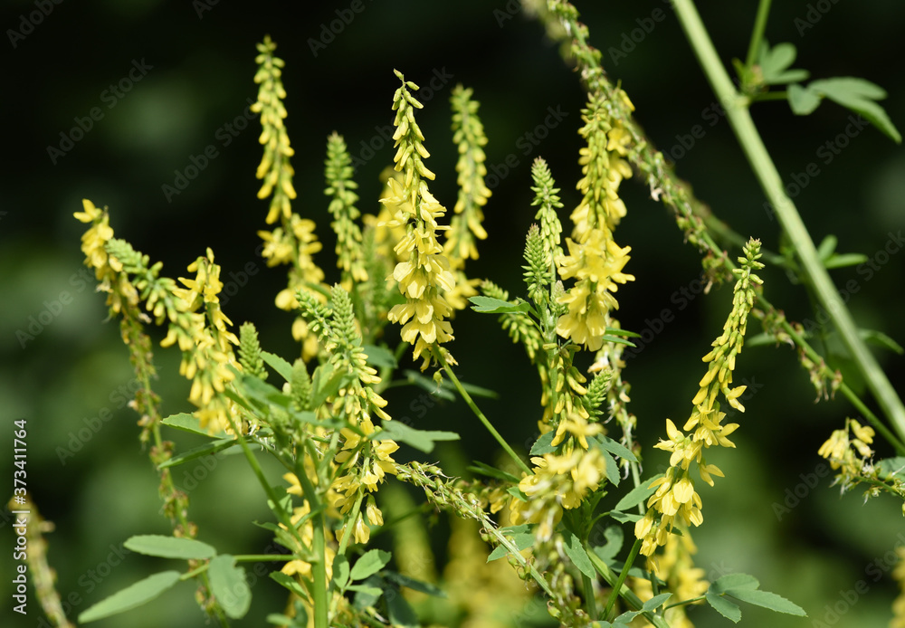 Steinklee, Melilotus, officinalis Steinklee, Melilotus, officinalis