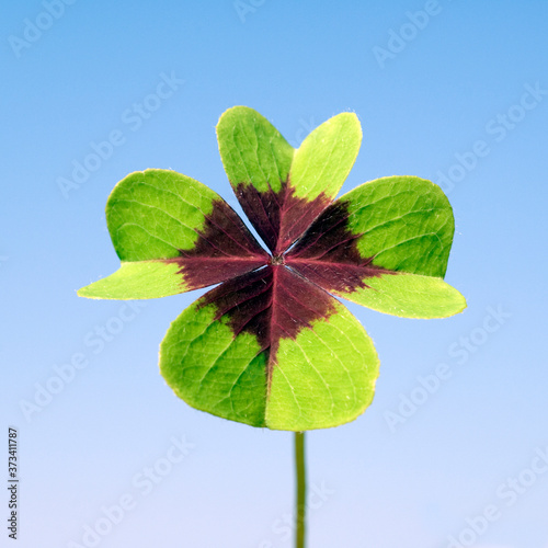 Oxalis tetraphylla; four-bladed; wood sorrel photo