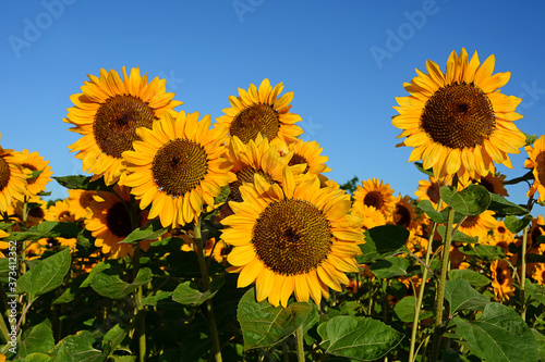 Sonnenblumen