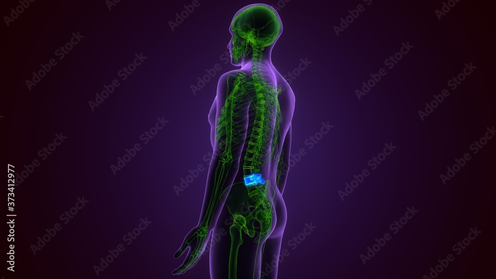 Human Skeleton Skull Occidental Bone Anatomy For Medical Concept 3D Illustration
Human Skeleton Skull Occidental Bone Anatomy For Medical Concept 3D Illustration
