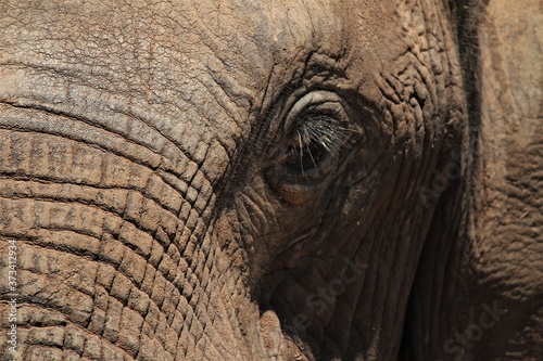 Close-up of the African elephant