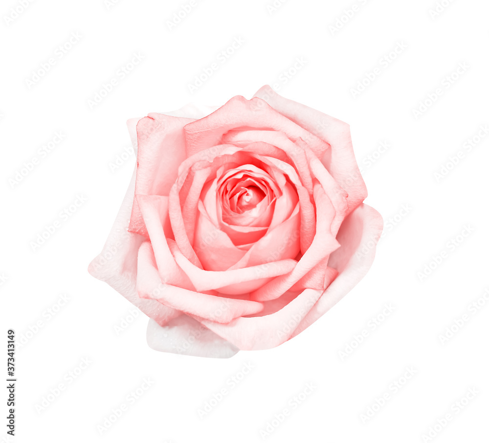 Pink rose flowers with water drops isolated on white background top view Pink rose flowers with water drops isolated on white background top view