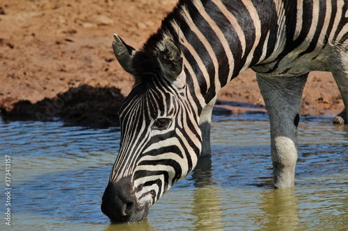 Closeup of the zebra drinking water