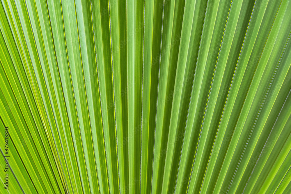 Palm Tree Leaf Green Abstract Background Palm Tree Leaf Green Abstract Background