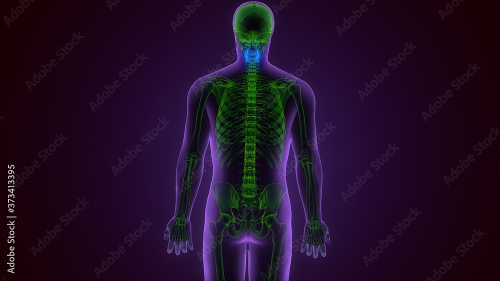 Human Skeleton Vertebral Column Cervical Vertebrae Anatomy 3D Illustration
