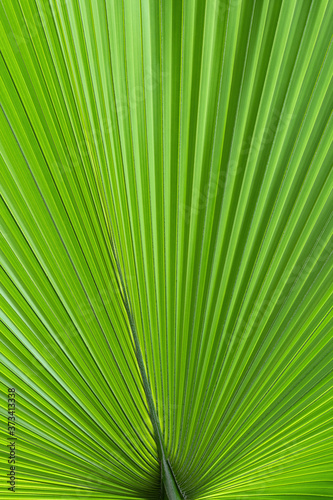 Palm Tree Green Leaf Natural Pattern