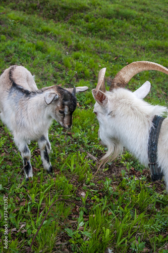 White goats at a Russian traditional village farm house, Tigrovoye, Primorsky Krai, Russia photo