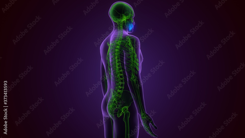 Human Skeleton Skull Maxilla Bone Anatomy For Medical Concept 3D Illustration
Human Skeleton Skull Maxilla Bone Anatomy For Medical Concept 3D Illustration