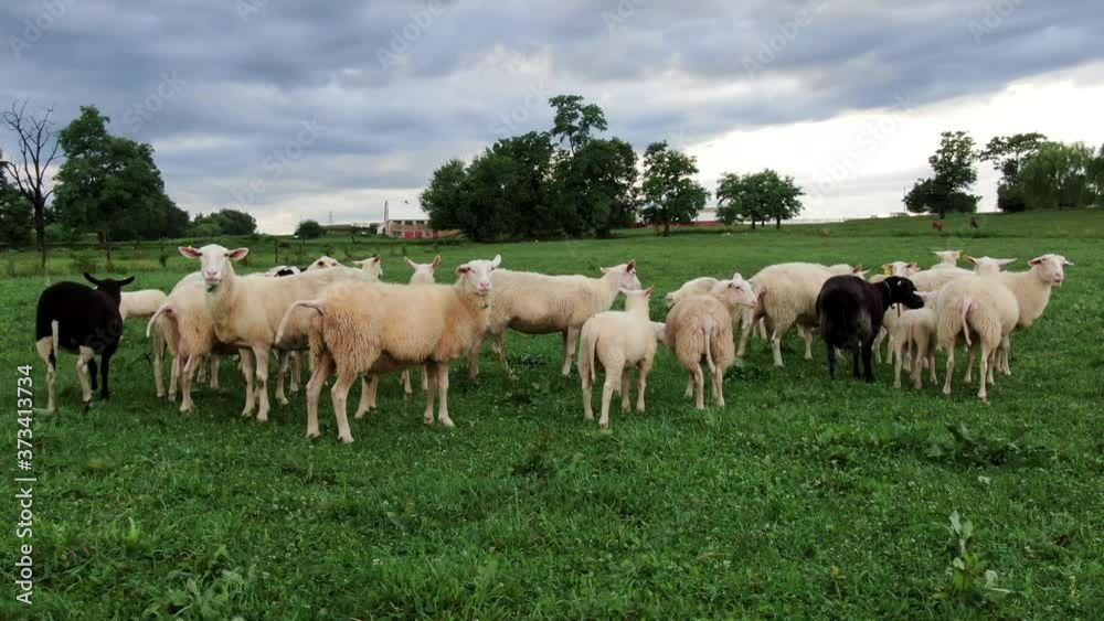Flock of white and black sheep in green meadow pasture, diversity and racism theme, ewe with udder for milk production, animals in rural countryside in USA Flock of white and black sheep in green meadow pasture, diversity and racism theme, ewe with udder for milk production, animals in rural countryside in USA