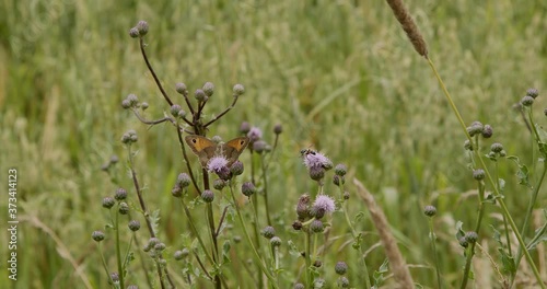 beautiful butterfly sits on the thistle plant photo