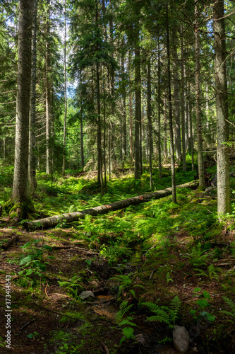 Scene at hiking trail in Nuuksio national park  Espoo  Finland.