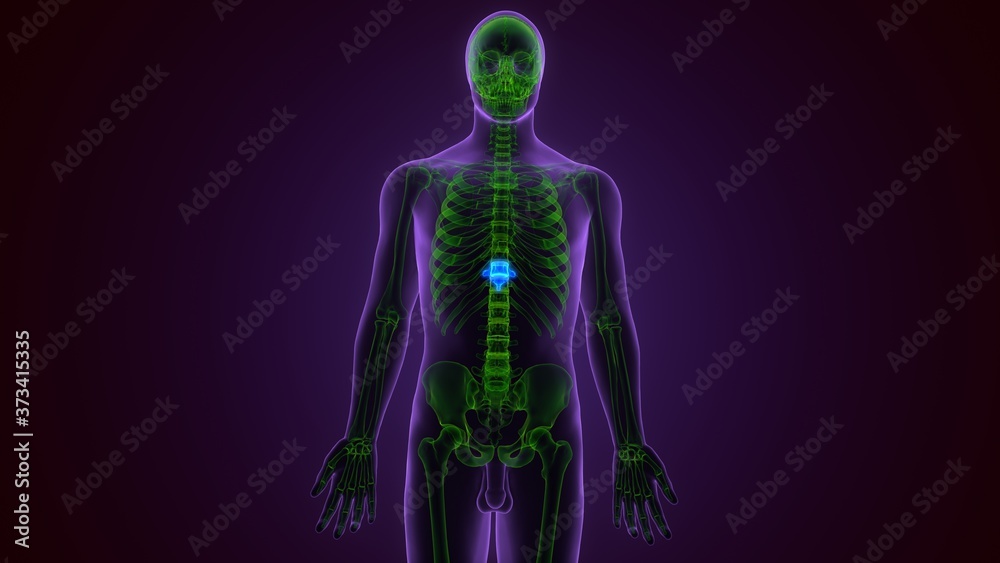 3D Illustration Concept of Spinal Cord Vertebral Column Thoracic Vertebrae of Human Skeleton System Anatomy
3D Illustration Concept of Spinal Cord Vertebral Column Thoracic Vertebrae of Human Skeleton System Anatomy
